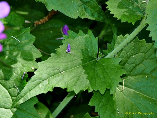 {Lunaria annua}
